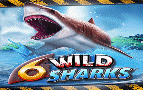 6 Wild Sharks